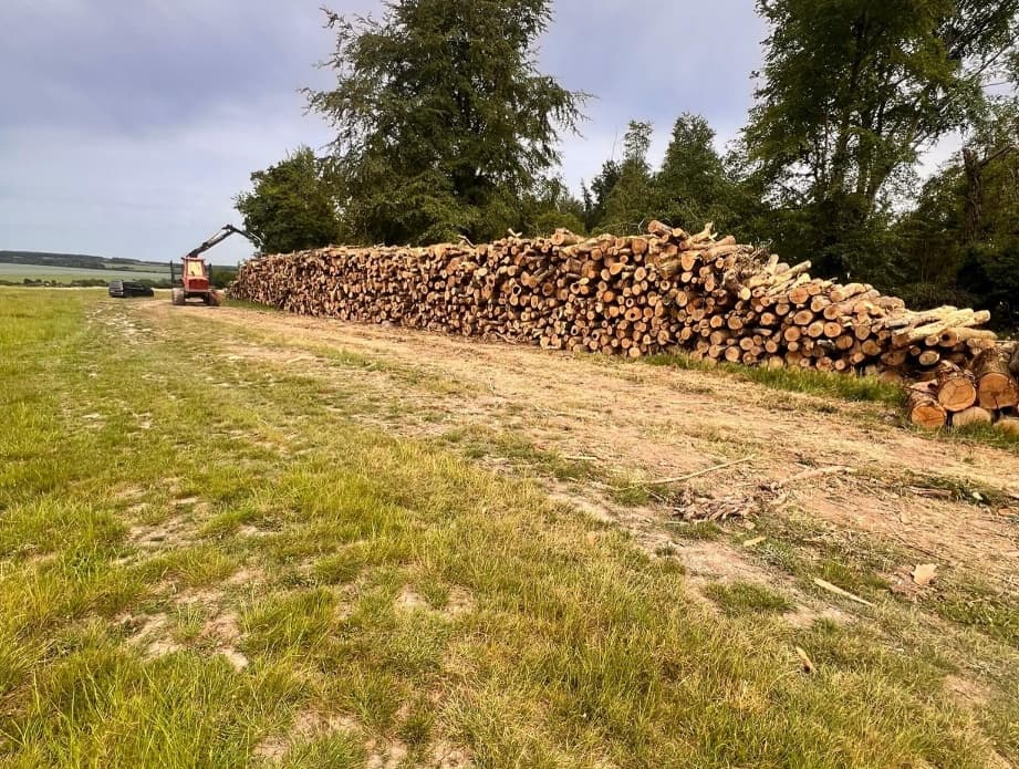 Timber Sales & Marketing