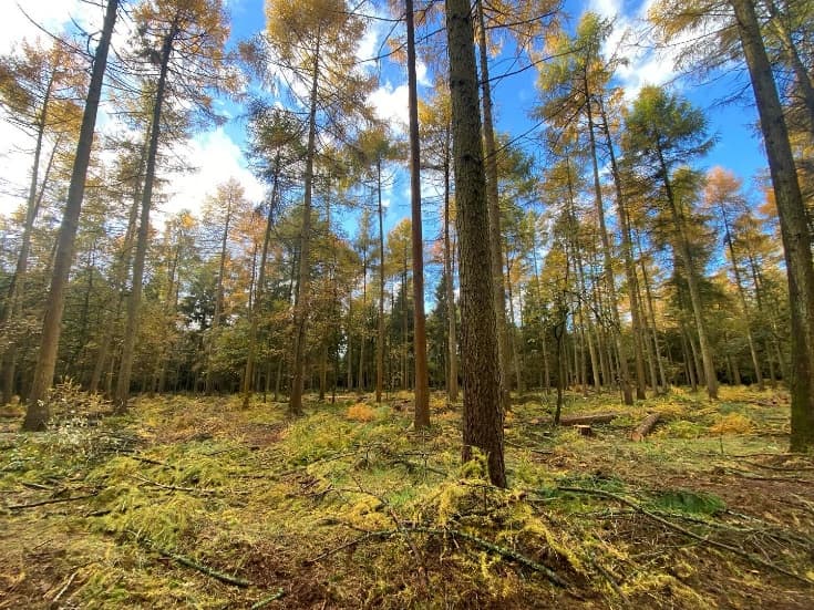 Forest & Woodland Management